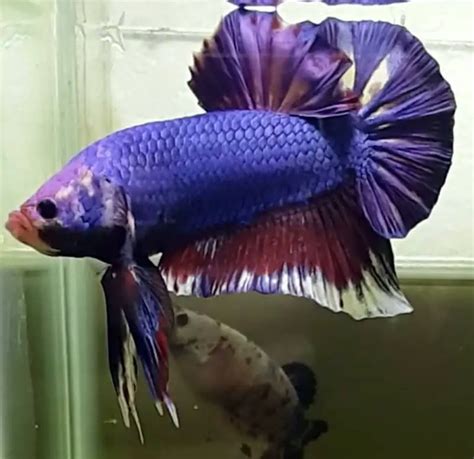 giant betta fish|king betta female.